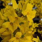 Zlatý dážď (Forsythia intermedia)  - výška 60-80 cm, kont. C3L - NA KMIENKU 